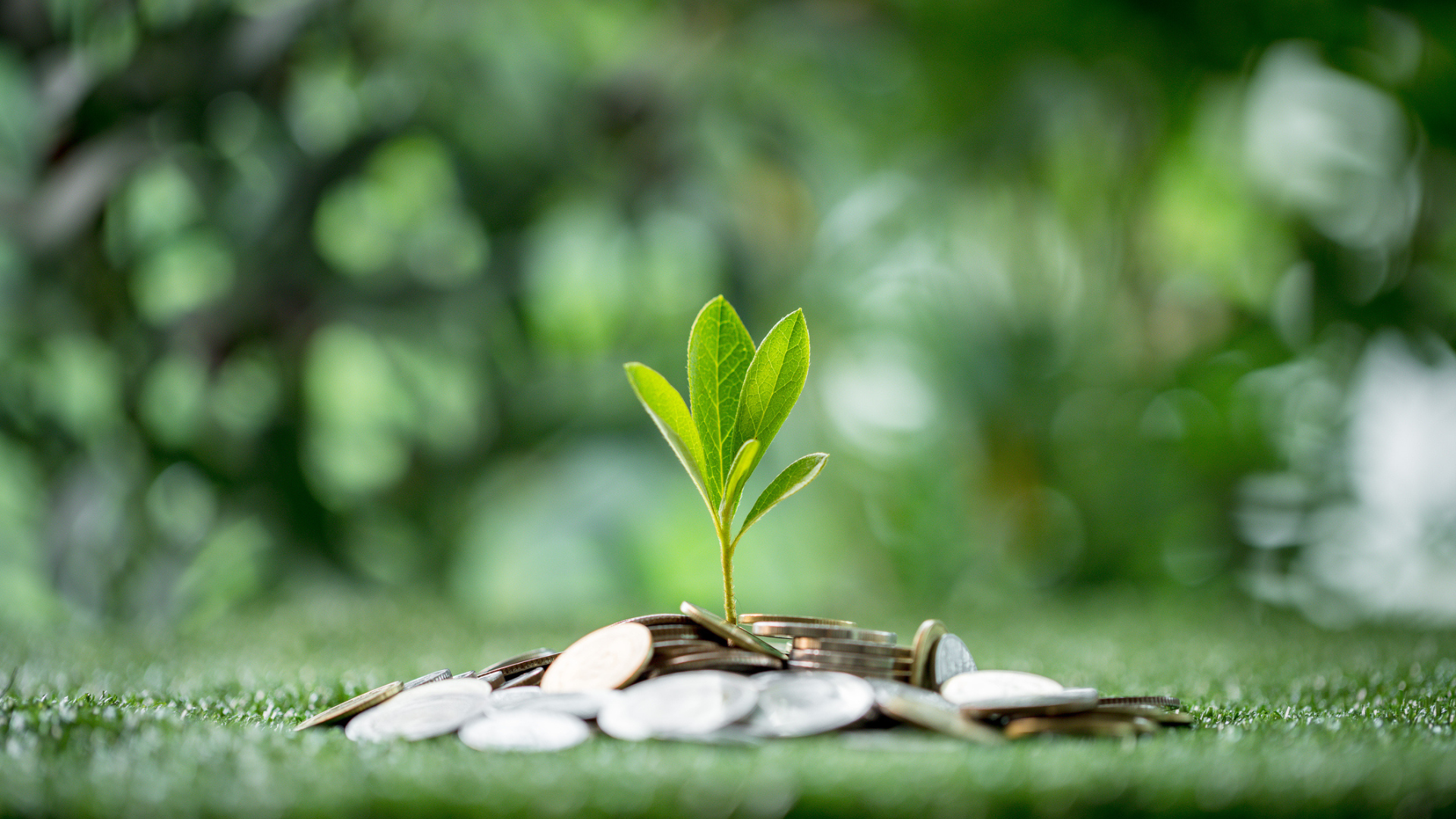 Small green sprout growing from a pile of coins.
